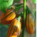 19usd Ngryise 6000Pcs A Set Orange Aubergine Eggplant Striped  seed