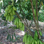 19usd Ngryise 3000Pcs A Set Kamias Bilimbi Cucumber Tree seed