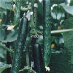 19usd Ngryise 3000Pcs A Set Tasty King Hybrid Cucumber seed