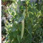 19usd Ngryise 3000Pcs A Set armenian CUCUMBER seed