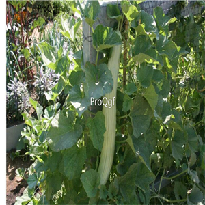 19usd Ngryise 3000Pcs A Set armenian CUCUMBER seed