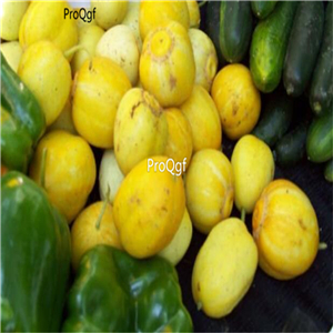 19usd Ngryise 3000Pcs A Set lemon cucumber seed