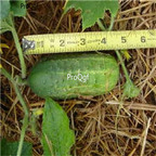 19usd Ngryise 3000Pcs A Set  Cross Country Cucumber seed