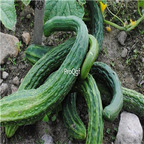 19usd Ngryise 3000Pcs A Set   Suyo Long Cucumber seed