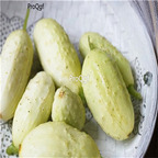 19usd Ngryise 3000Pcs A Set White Pickling Cucumber Miniature Cucumis  seed