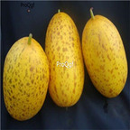 19usd Ngryise 3000Pcs A Set Dosakkai type Sambar Cucumber seed