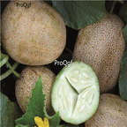 19usd Ngryise 3000Pcs A Set NON GMO Russian Netted Cucumber  seed