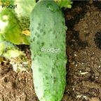 19usd Ngryise 3000Pcs A Set Calypso Cucumber seed