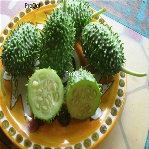19usd Ngryise 3000Pcs A Set Indian Gherkin Cucumis anguria cucumber seed