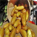 19usd Ngryise 3000Pcs A Set Poona Kheera Gourmet Cucumber Cucumis sativus seed