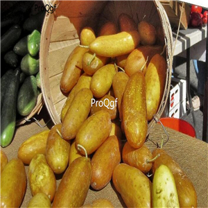19usd Ngryise 3000Pcs A Set Poona Kheera Gourmet Cucumber Cucumis sativus seed