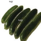19usd ngryise 3000pcs Mercury Beit Alpha Cucumber seed
