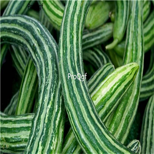 19usd Ngryise 3000Pcs A Set Armenian Yard Long snake cucumber seed