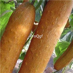 19usd Ngryise 3000Pcs A Set Gold Cucumber seed