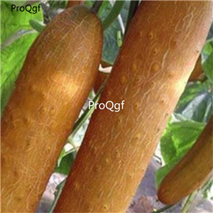 19usd Ngryise 3000Pcs A Set Gold Cucumber seed