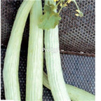 19usd Ngryise 3000Pcs A Set Lungo Tortarello Chiaro Italian Cucumber seed