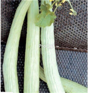 19usd Ngryise 3000Pcs A Set Lungo Tortarello Chiaro Italian Cucumber seed