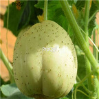 19usd Ngryise 3000Pcs A Set  Crystal Apple Cucumber seed