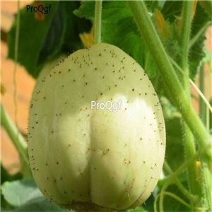 19usd Ngryise 3000Pcs A Set  Crystal Apple Cucumber seed