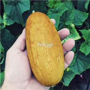 19usd Ngryise 3000Pcs A Set Poona Kheera Cucumber  seed