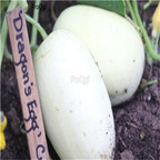 19usd Ngryise 3000Pcs A Set  Dragon's Egg Cucumber  seed