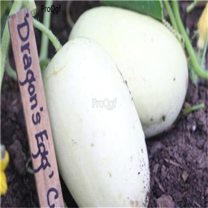 19usd Ngryise 3000Pcs A Set  Dragon's Egg Cucumber  seed