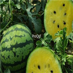 19usd Ngryise 1000Pcs A Set Citrullus Lanatus Yellow Meat Watermelon seed