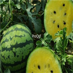 19usd Ngryise 1000Pcs A Set Citrullus Lanatus Yellow Meat Watermelon seed
