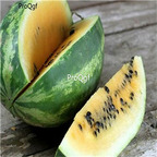 19usd Ngryise 1000Pcs A Set Willhite's Tendergold Watermelon seed