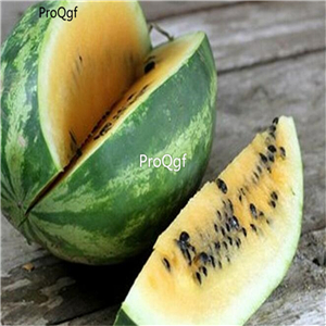 19usd Ngryise 1000Pcs A Set Willhite's Tendergold Watermelon seed