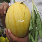 19usd Ngryise 1000Pcs A Set Yellow Skin Watermelon Citrullus Lanatus seed