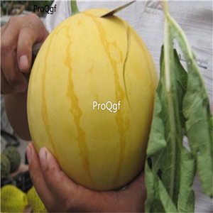 19usd Ngryise 1000Pcs A Set Yellow Skin Watermelon Citrullus Lanatus seed