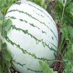 19usd Ngryise 1000Pcs A Set DIXIE QUEEN WATERMELON seed