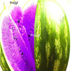 19usd Ngryise 1000Pcs A Set Rare Purple Fresh Watermelon seed