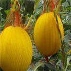 19usd ngryise 2000pcs Yellow Skin Watermelon seed