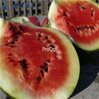 19usd ngryise 1000pcs SUGAR BABY watermelon seed