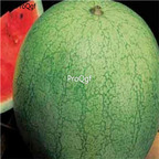 19usd Ngryise 1000Pcs A Set Greybelle Watermelon  seed