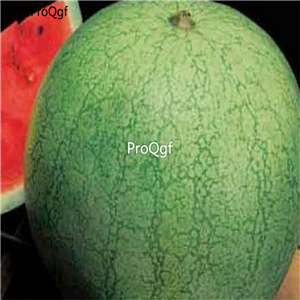 19usd Ngryise 1000Pcs A Set Greybelle Watermelon  seed