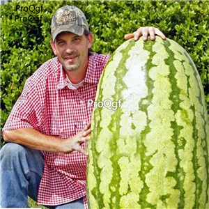 19usd Ngryise 1000Pcs A Set Giant Watermelon seed