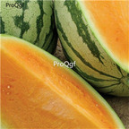 19usd Ngryise 1000Pcs A Set ORANGE Tendersweet watermelon seed