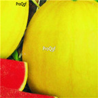 19usd ngryise 1000pcs Huangxiao Fu small yellow watermelon seed