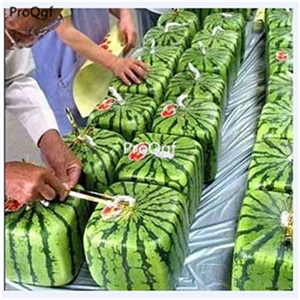 19usd Ngryise 1000Pcs A Set square watermelon seed
