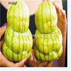 19usd Ngryise 1000Pcs A Set ginseng shape watermelon seed