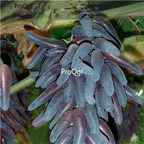19usd Ngryise 3000Pcs A Set finger shape black grape seed