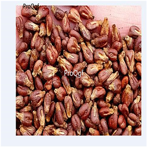 19usd Ngryise 3000Pcs A Set finger shape black grape seed