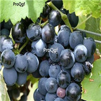 19usd Ngryise 3000Pcs A Set CONCORD GRAPE seed