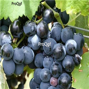 19usd Ngryise 3000Pcs A Set CONCORD GRAPE seed
