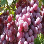 19usd Ngryise 3000Pcs A Set holland purple grape seed
