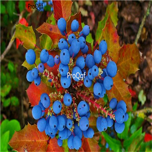 19usd Ngryise 3000Pcs A Set Holly Fruit Vine Hollyleaved grape seed