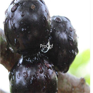 19usd Ngryise 3000Pcs A Set Chinese Jabuticaba grape seed